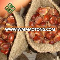 chinese chestnut price for 2016 crop