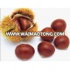 new crop fresh chestnuts hot sale