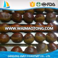 green farm raw fresh chestnut on sale with cheap price