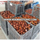 Chinese delicious chestnut lower price