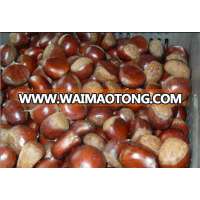 new crop chestnut food containing vitamin c