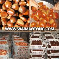 2013 italian chestnut 40-50pc/kg 40-60pc/kg etc