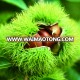 chinese chestnut