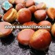 price of fresh raw chestnut 100% natural & sweet